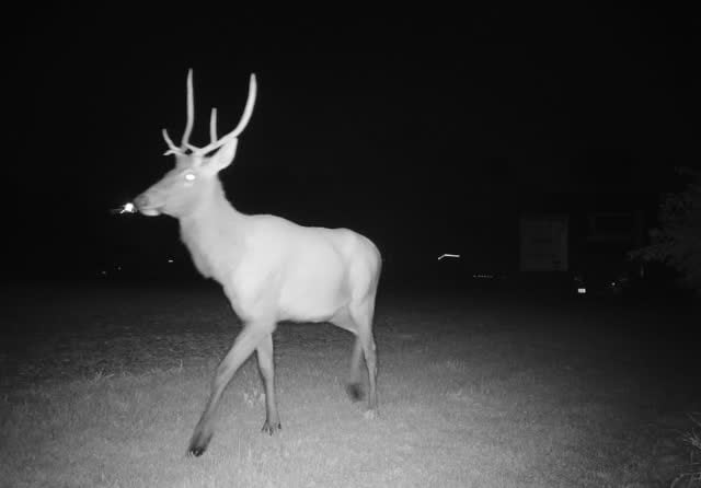 Mating season pushes elk to eastern Nebraska