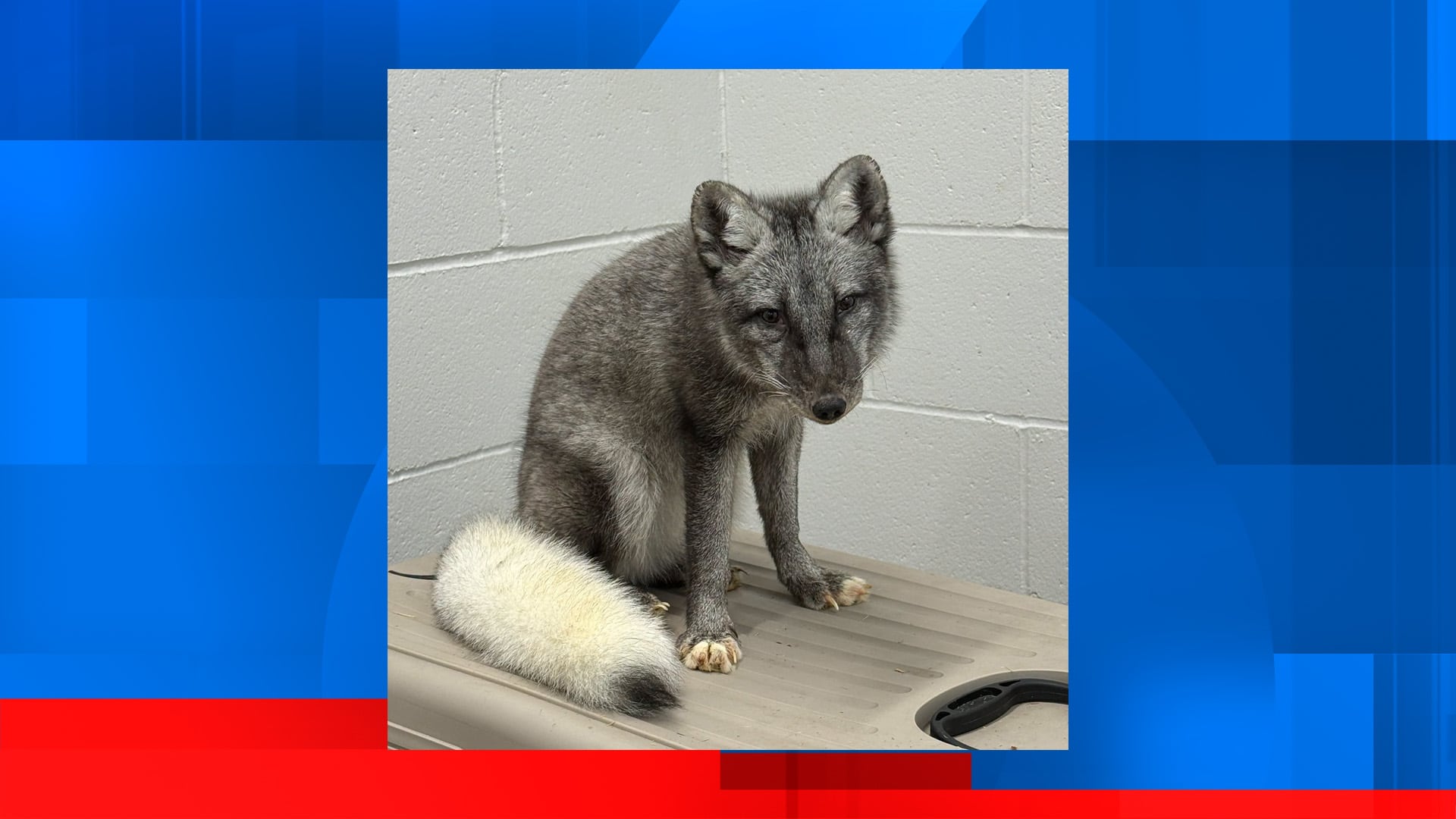 Arctic fox confiscated from illegally kept pet in Omaha