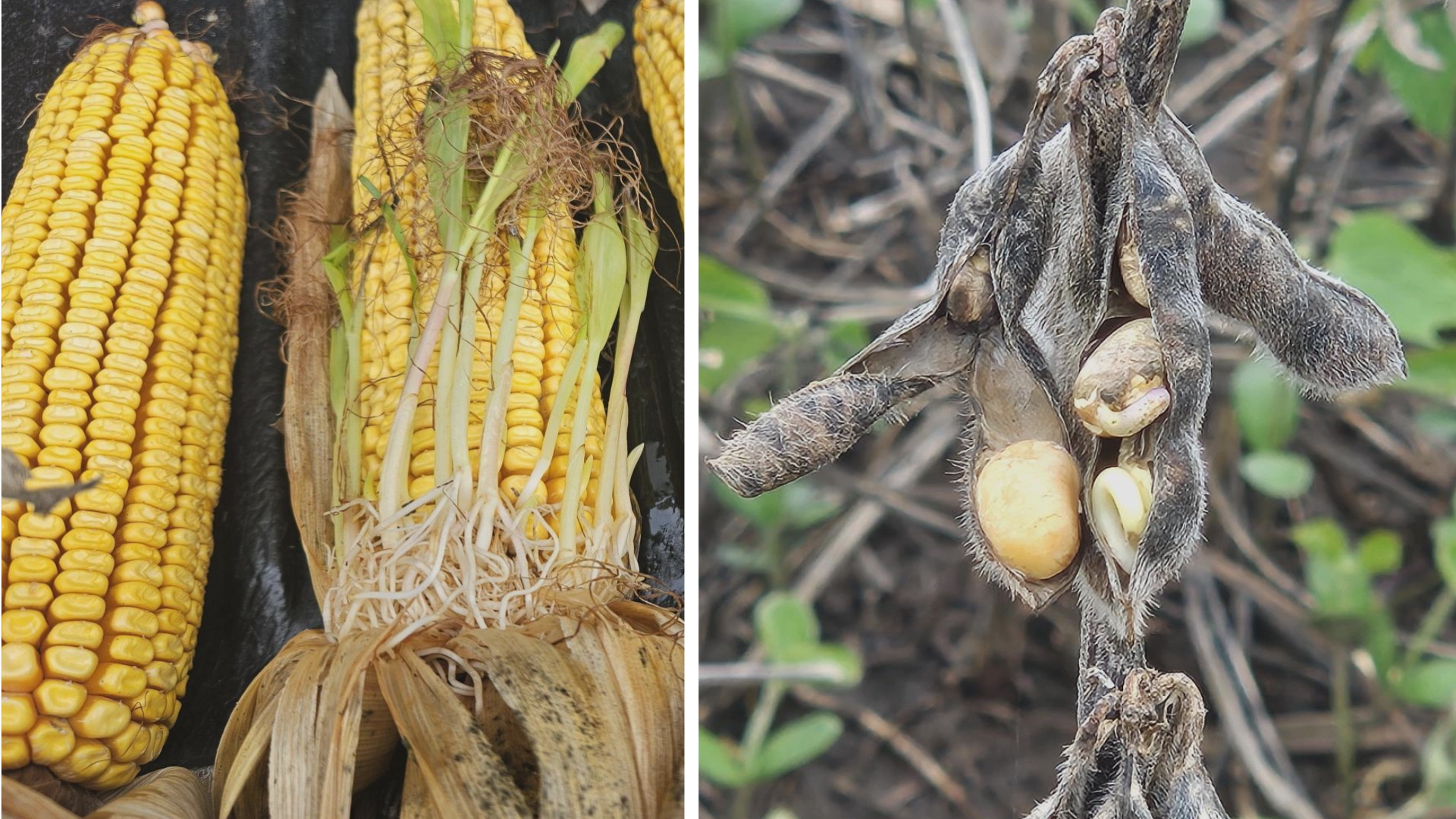 Historic September rain damages corn and soybean crops in Nebraska
