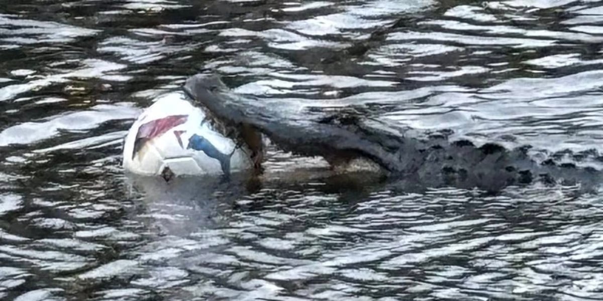 Alligator spotted on a golf course with a soccer ball stuck in its mouth