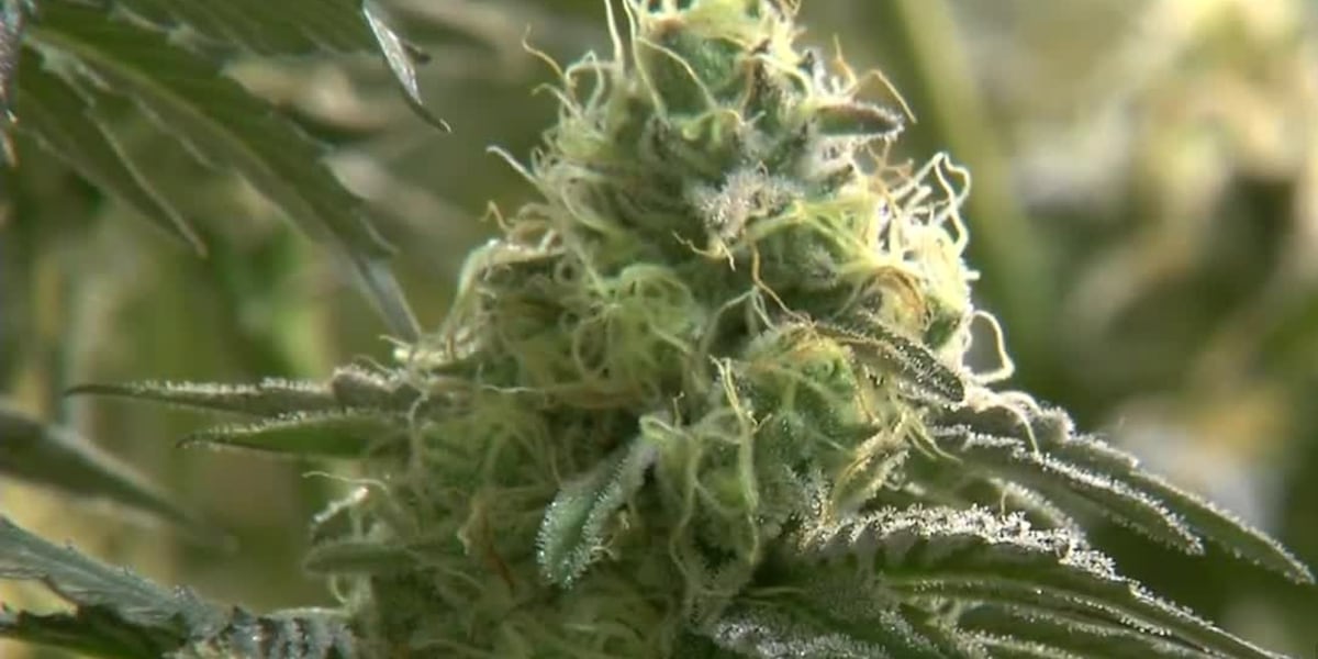 Two applicants approved, two denied for Nebraska cannabis cultivation licenses