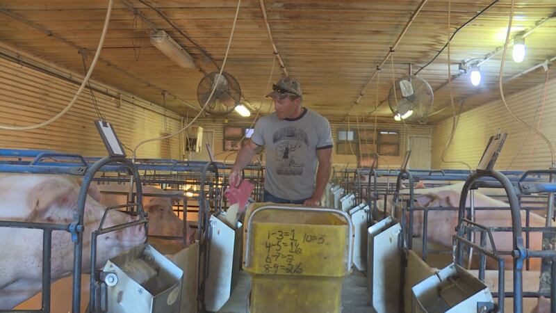 Packing Hogs Local hog farmers feeling effects of meat packing industry slowdown