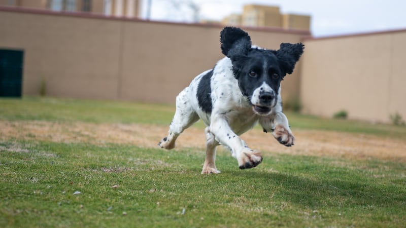 The Las Vegas Metropolitan Police Department reported on Facebook that Ash, one of the...