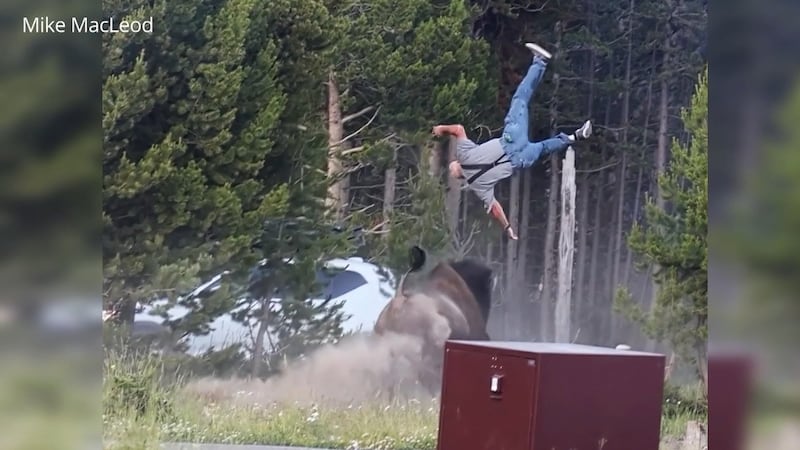 Carl McDaniel, 65, is recovering in the hospital after a bison attack at Yellowstone National...