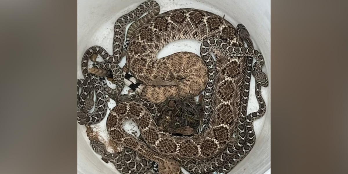 Squashed Rattlesnake Firefighters help remove family of rattlesnakes from home