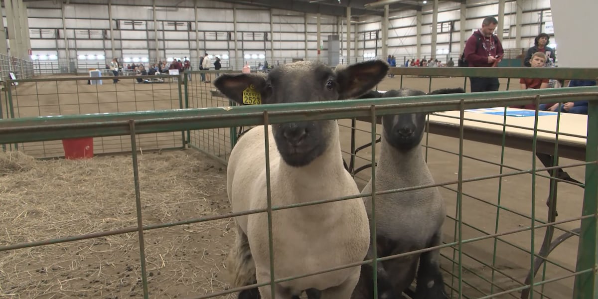 Lancaster County students learn about Nebraska farms at Ag Literacy Festival