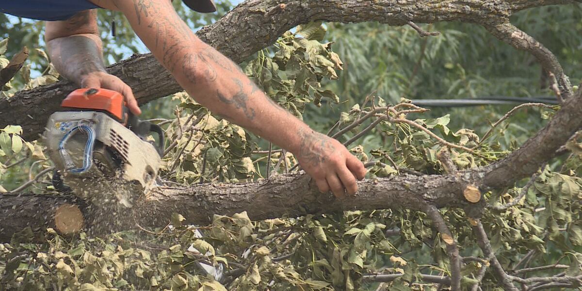 Tree Overtime Tree service companies working overtime as efforts to clean storm ...