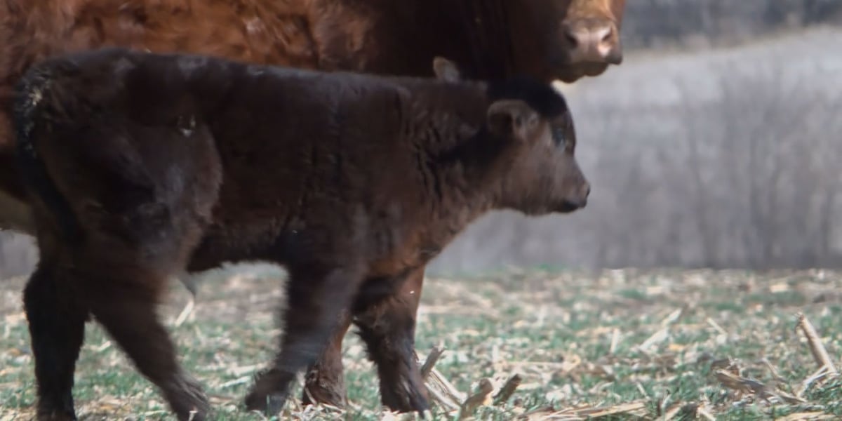 USDA confirms first New World screwworm case in U.S. livestock since 1960s, but Nebraska veterinarian says don't panic