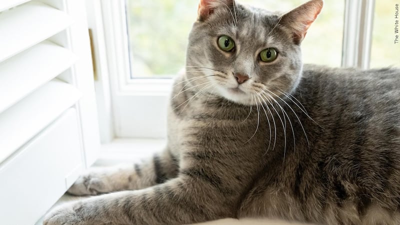 Image 18: A picture of a cat near a window
