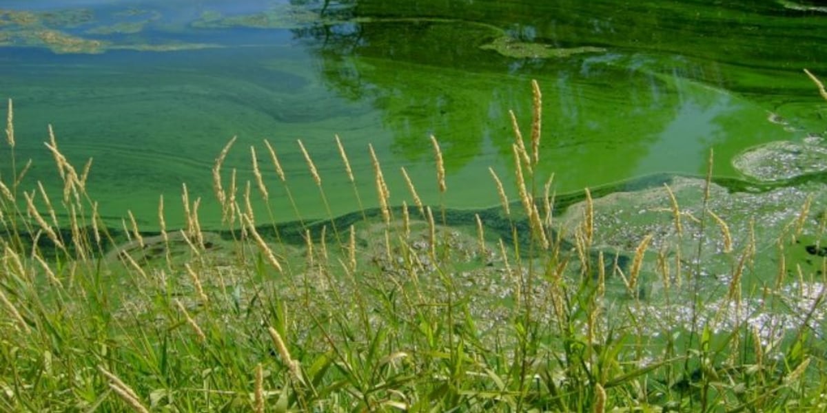 Bluestem Lake Health Warning: Toxic Algae Bloom Detected in Lancaster County