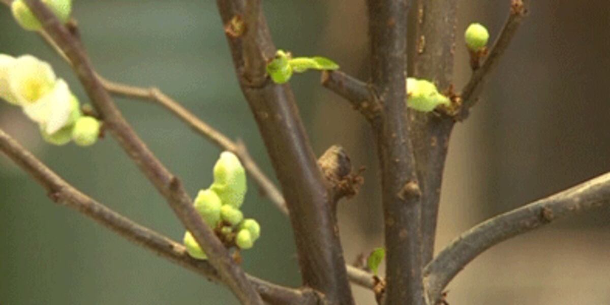 Bringing spring indoors early
