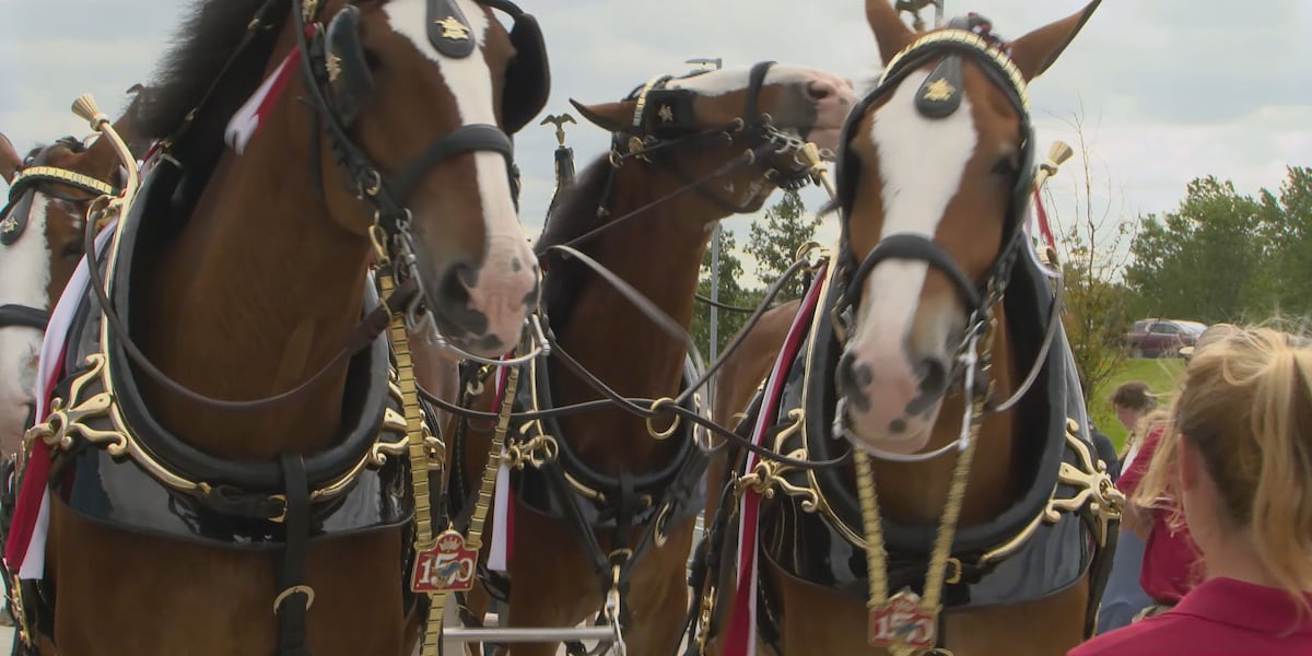 Budweiser Clydesdales visit Lincoln’s WarHorse Casino to support national nonprofit