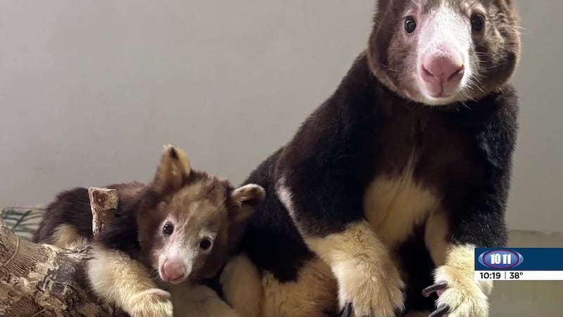 Lincoln Children’s Zoo is asking for the community’s help to name a female Matschie’s tree...