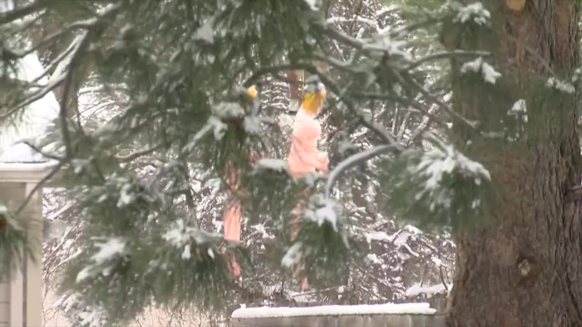 Neighbors upset over blow-up dolls on trees Neighbors upset over blow-up dolls on trees